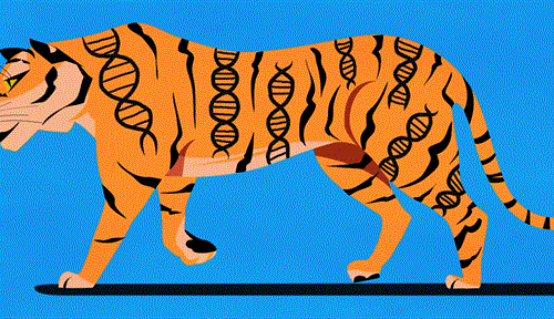 An animation showing a tiger walking. In place of many of its black stripes are black double helices to depict DNA.