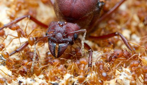 Photograph of a large brown ant with fierce-looking mouthparts — the queen. It is surrounded by much smaller worker ants.