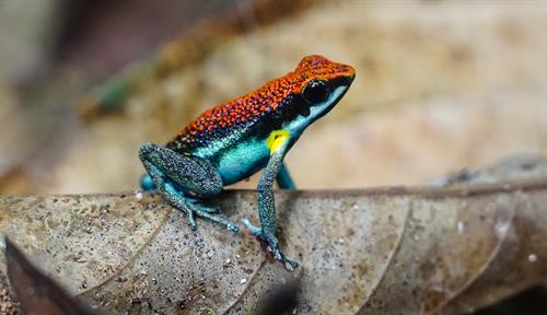 A brightly colored frog sits on a leaf.