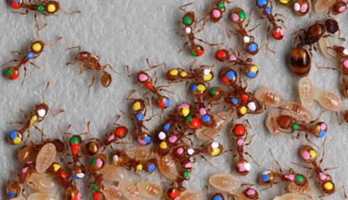 Photo shows a colony of ants on a white background. The workers are each painted individually with different colors of paint droplets. Larvae and a larger queen are also visible.