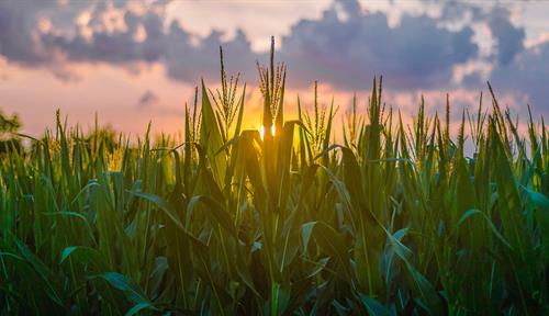 Photograph of cornfield with a stunning sunset in the background.