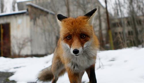 A close-up view of a fox standing in the snow in front of an abandoned building.