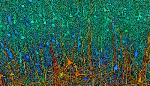 Brightly colored microscope image shows a close-up of a small part of the human brain, highlighting its dense, forestlike thicket of brain cells.