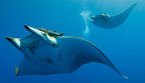 Photograph of two devil rays — one in the foreground, one in further back, swimming in the water.