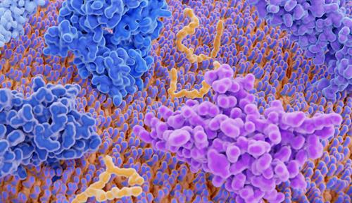 3-D rendering of the surface of a T cell shows a mix of receptors and other proteins dotting the surface.