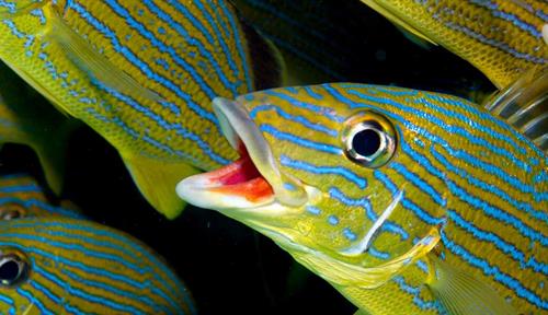 A school of blue striped grunt