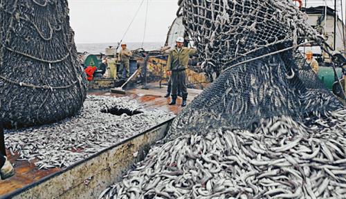 Photograph of the deck of a large commercial fishing vessel. Fish are falling from a massive net and piling on the deck floor, as fishermen look on.