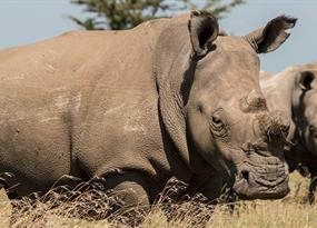 At San Diego’s Frozen Zoo, a chance for animal immortality