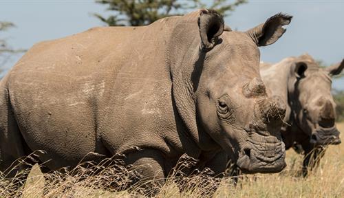 Fatu, born in 2000, is one of the world’s last two surviving northern white rhinos. A 2013 photograph shows her hanging out with southern white rhinos at Kenya’s Pejeta Nature Conservancy.