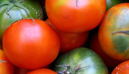 Tomatoes ripening