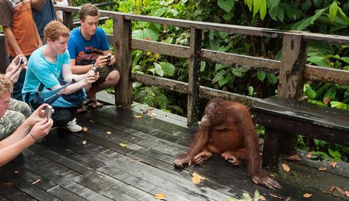 Crowd of tourists crouching near and taking photos of orangutan on an outdoor deck at Sepilok Orangutan Rehabilitation Centre in Malaysia.