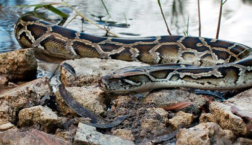 Photograph of a Burmese python slithering over water and rocks in the Everglades.