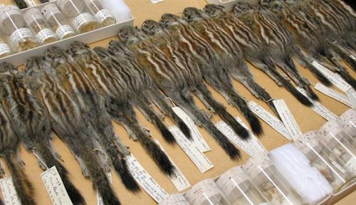 A museum drawer filled with chipmunk skins. The rodents’ skulls are stored separately in small vials.