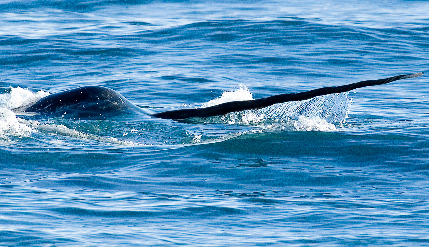 Photograph of the front end of a narwhal swimming in the water, its long tusk clearly visible.