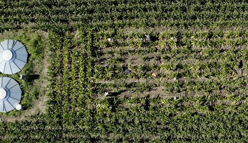 Aerial photograph of a field with corn growing in it. 