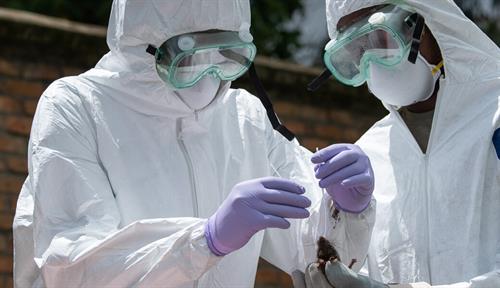 Three people wearing gloves, goggles and full-body protective clothing take samples from a rodent. One of them holds the animal while another takes the specimen. A third stands at the side, holding small tubes in which the samples will be placed.