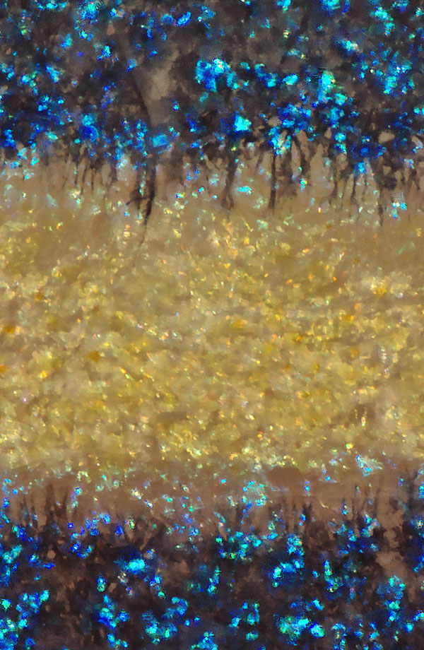 Reaching out A close-up of zebrafish stripes shows black tendrils reaching into the yellow zone.