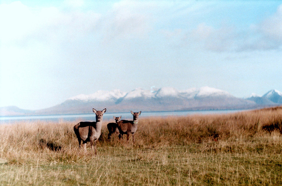 Photo of three deer standing in green-brown grass, with water behind them —and behind that, another distant shore.