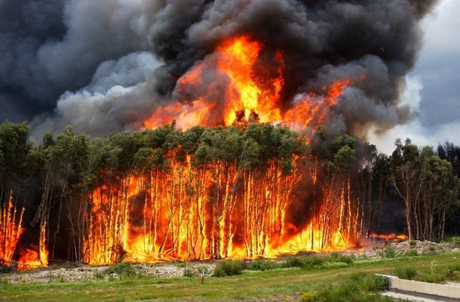 Trees on fire in the Everglades.