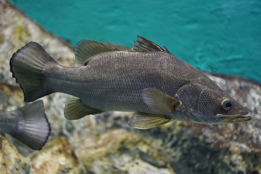 Photograph of a Nile perch