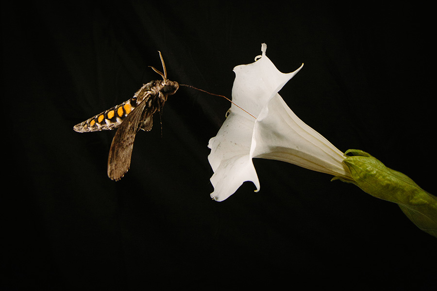 Photo of a tobacco hornworm moth in flight approaching a large, white, trumpet-shaped flower. The background is dark.