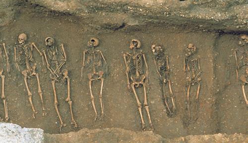 Photograph of a row of skeletons in a trench.