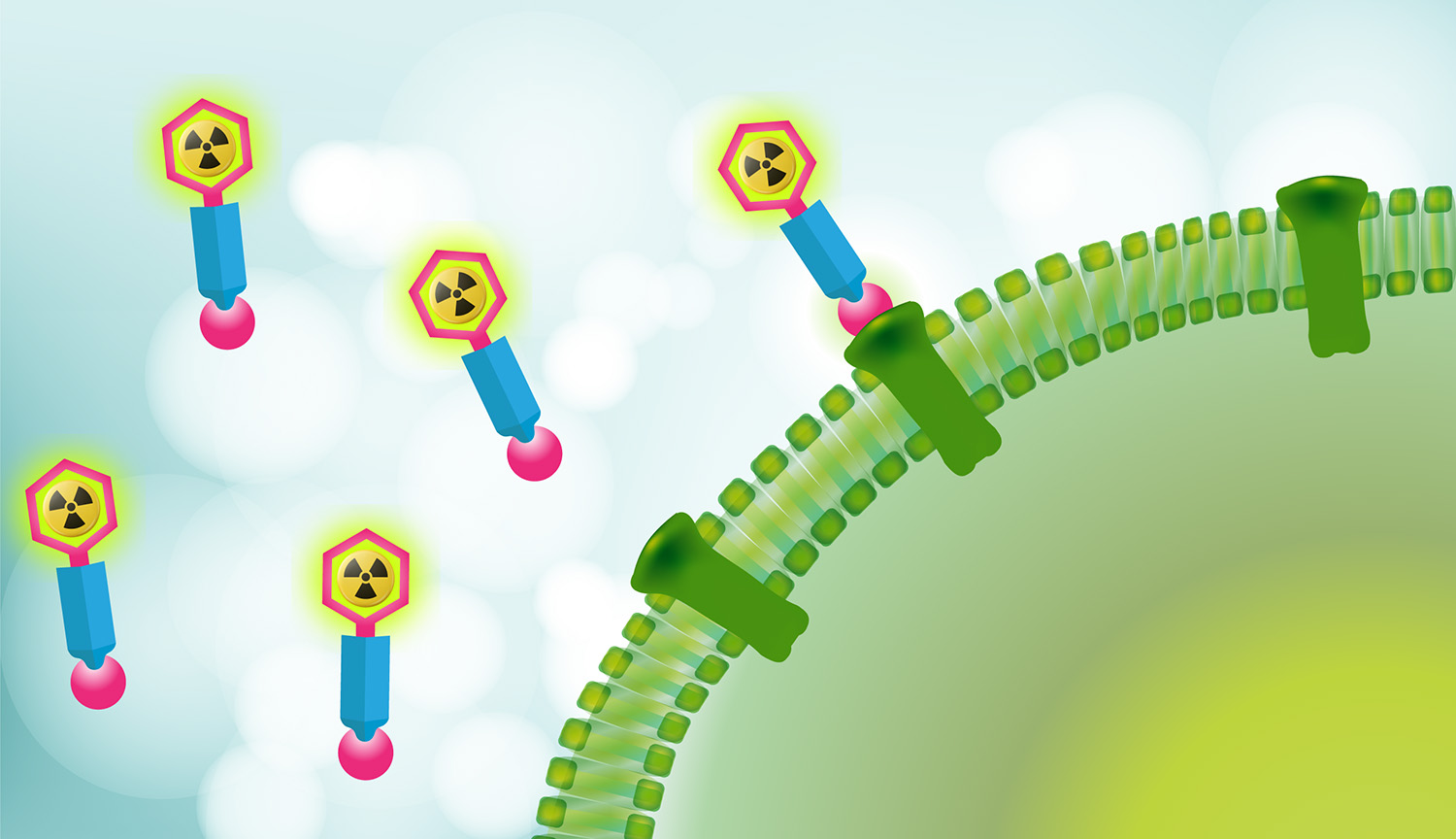 Conceptual illo shows a portion of a cell with receptors in its membrane. Little particles with radioactive symbols at their tips are floating around; one of them is docked onto the receptor.