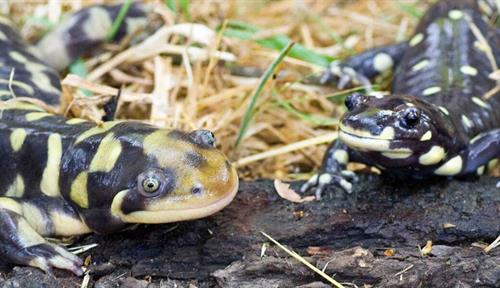 Close-up photograph of a pure California tiger salamander (right) and a hybrid between the California species and the non-native barred tiger salamander (left). Though the two are clearly different in this photograph, they are not always as easy to tell apart.