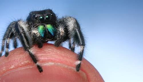 A close-up photo shows a small fuzzy spider looking out from atop a person’s fingertip. The spider is black with white spots and green pedipalps, and smaller than the width of the fingernail.