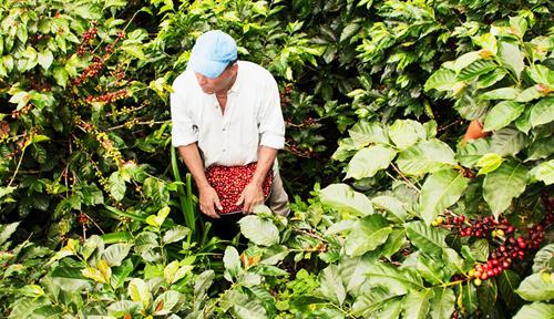 Photograph shows a farmer surrounded by coffee plants, he is harvesting the beans by hand.