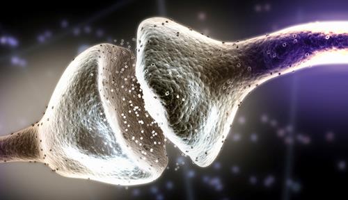 A depiction of a synapse features two slender fibers that end in two cup-like structures facing each other, with many tiny dots in the space between the cups.