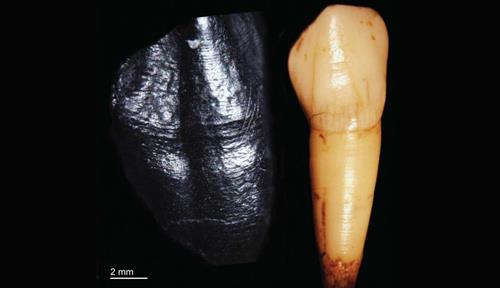 A neanderthal tooth and replica of a crown. 