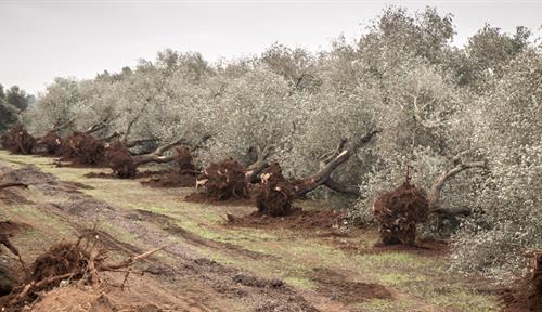 Photograph of a muddy track flanked left and right by a long line of olive trees that have been uprooted and are lying on their sides.