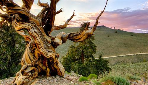 Great bristlecone pines