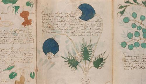 Three pages of an old manuscript lavishly illustrated with plants and animal life. There is a lot of brown writing on the pages too.