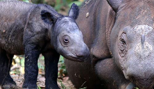 Photograph of an adult female Sumatran rhino resting on the ground. An adorable rhino calf is standing to her left.