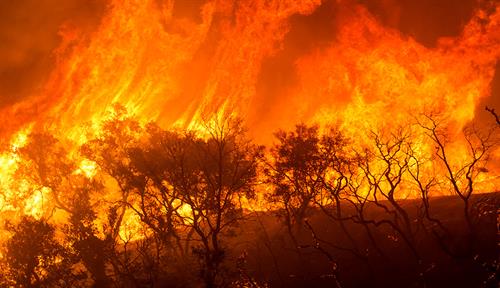 Photograph of a hillside ablaze, with silhouettes of shrubs and bright orange and red fire and smoke behind them.