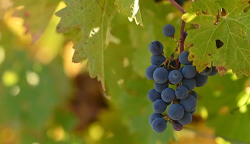 Photograph of a cluster of grapes hanging from a vine, surrounded by leaves.