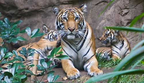 Photograph of a Malayan tiger with two cubs.