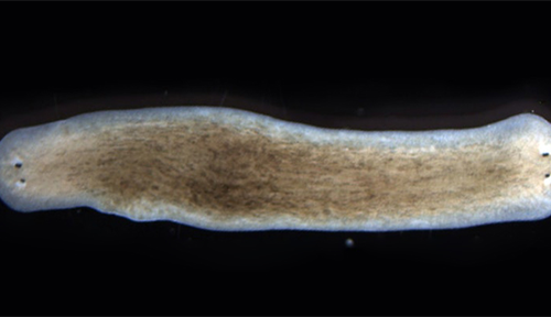 Microscopic image of a flatworm with two heads that was created in the lab. By changing the bioelectric signals inside the amputated organism, biologist Michael Levin was able to coax the flatworm to regenerate a second head where its tail normally would be.