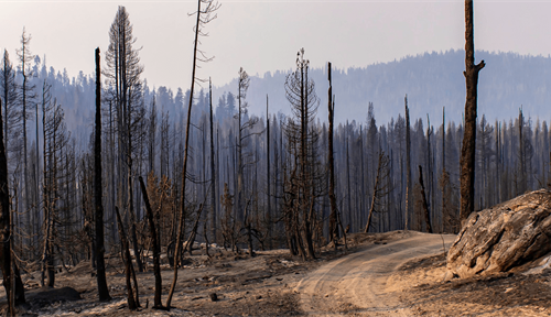 Photo of dead trees and blackened earth after the Creek Fire in California