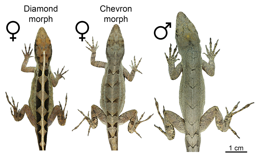 Caribbean lizards Three anoles exhibit diamond and chevron patterns.