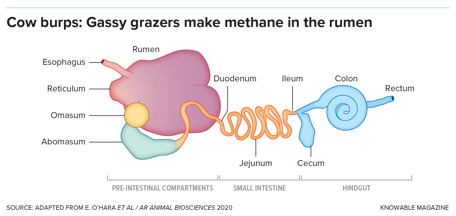 A diagram of the digestive system of a cow, showing its four stomachs