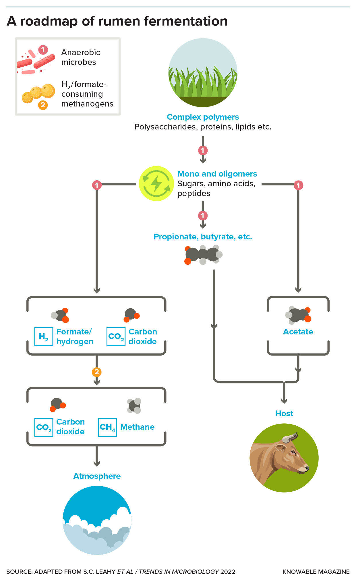 Diagram showing how microbes break down fibrous food into its components