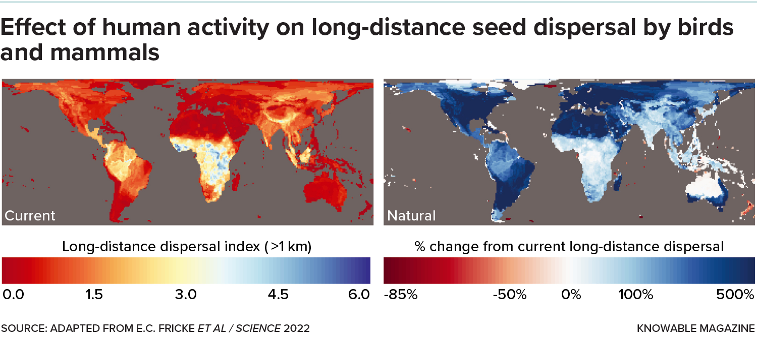 Human effect on seed dispersal Two maps of the world. The different colors indicate how far seeds can be moved in different parts of the globe. The map on the right is mostly shades of blue, indicating long distances for seed dispersal. The map on left is very red, orange and yellow, indicating much shorter ranges.