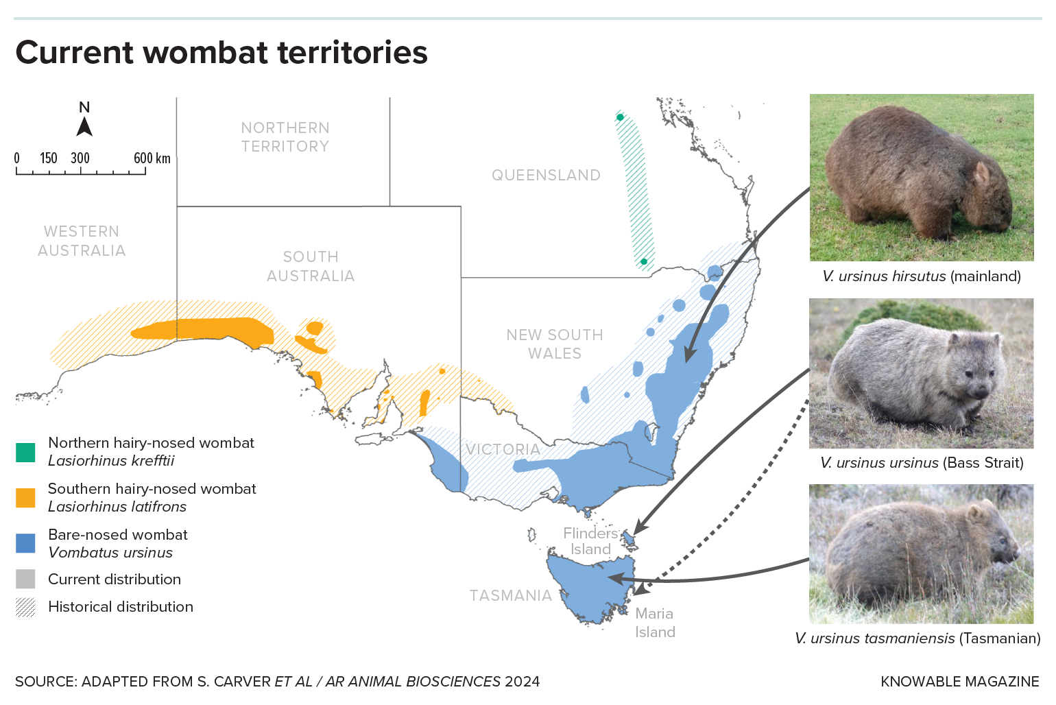 A map of Australia shows where different species of wombats are typically found.