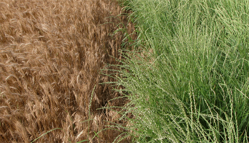 Kernza, a trademarked perennial grain from intermediate wheatgrass (right), grows next to a field of annual wheat (left).