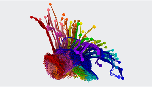 Computer-generated image that maps the many and diverse neural connections between the cortex and thalamus in a mouse.